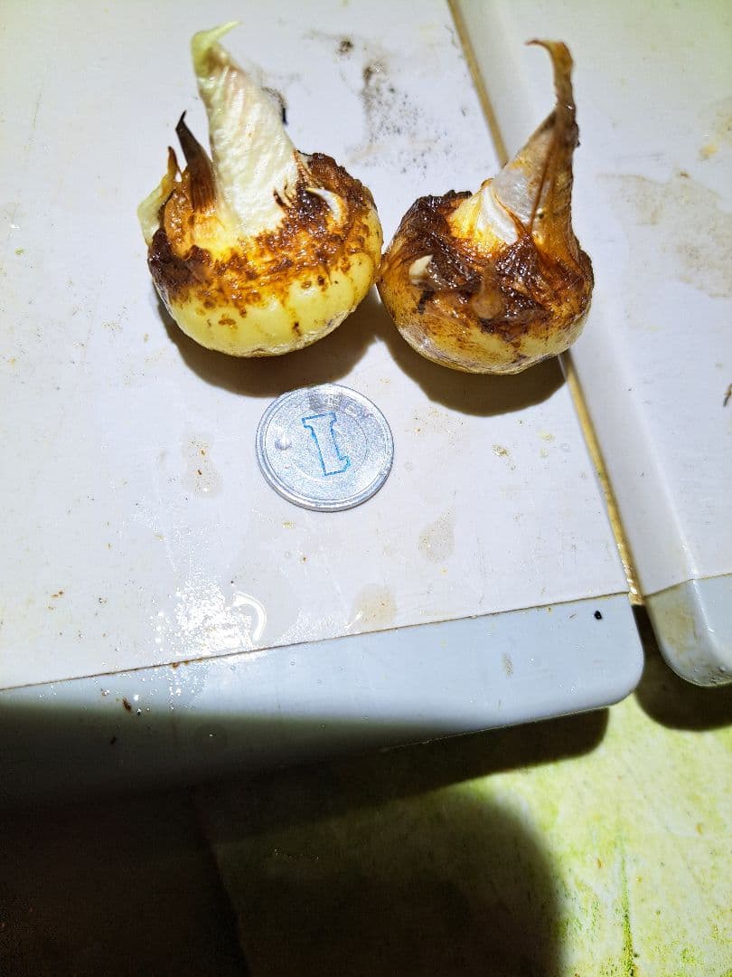 Y*i様 *山野草　アマギテンナンショウ　大　開花球　2個セット