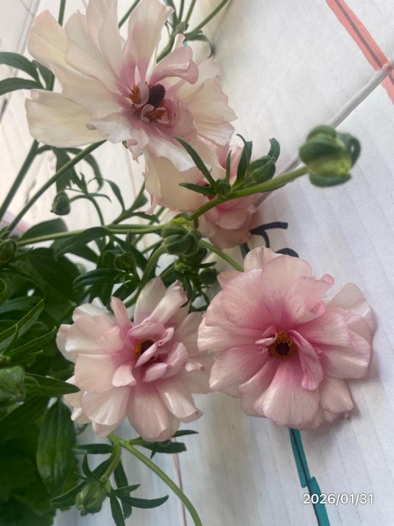 NEO　　ラナンキュラス ラックス 　6鉢