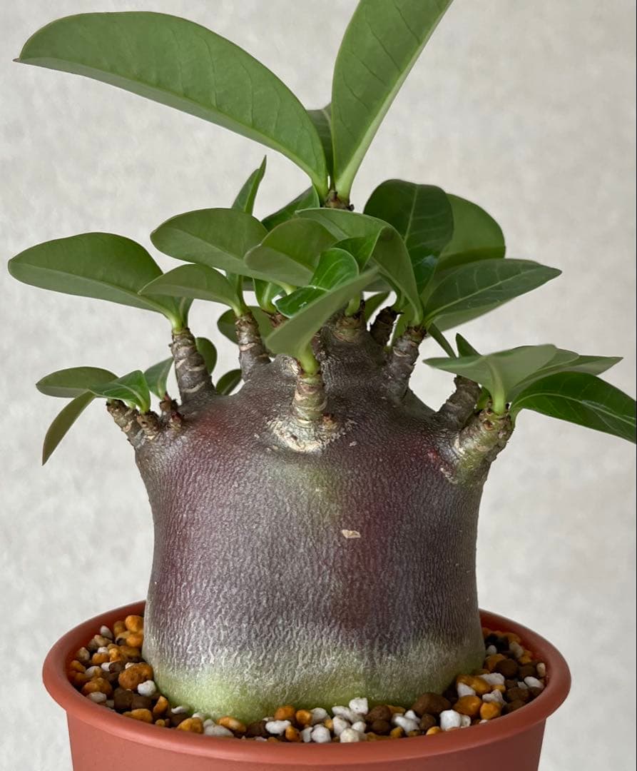 このみ様 リクエスト 2点 まとめ商品