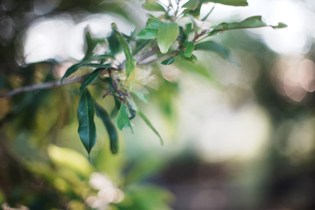 【美品】動作◎ ニコン Ai Nikkor 50mm F1.2 124