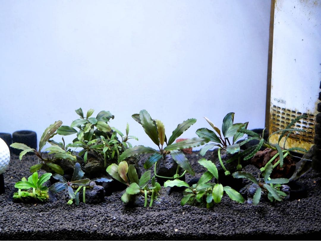 ブセファランドラ『１１種１１株』【完全水中葉【レア種入】宅急便発送（発泡箱使用）