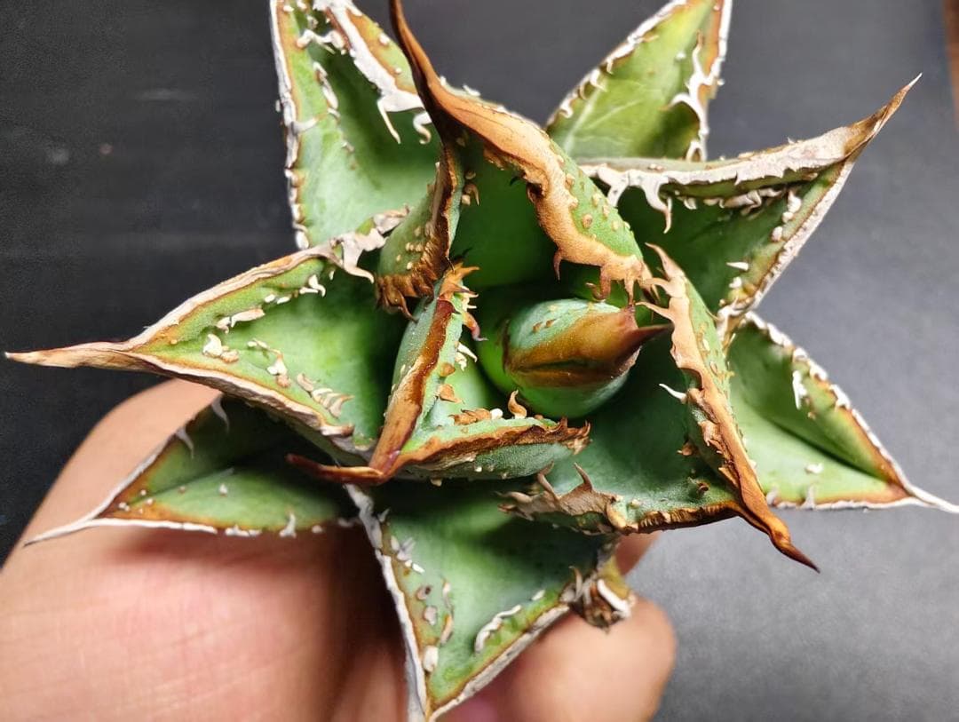 な*お様 アガベ チタノタ 麻花龍 極上強棘 美株 ブツブツ コレクシ Lize