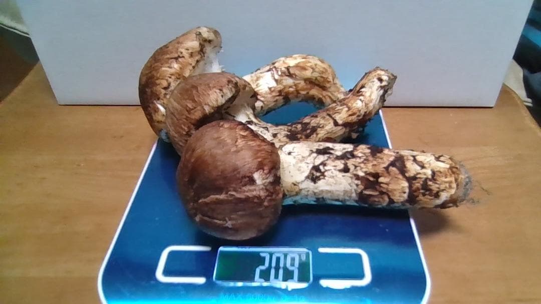 松茸　岡山産２１０ｇ