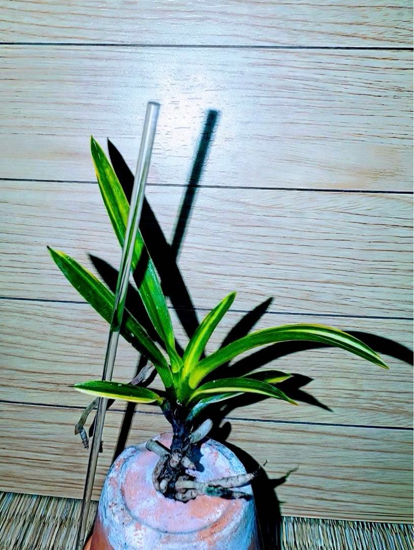 【年末特価品】富貴蘭「鈴木羆」超期待大品