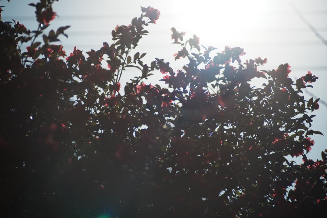 【整備テスト】オリンパス Zuiko Auto-T 180mm F2.8 896