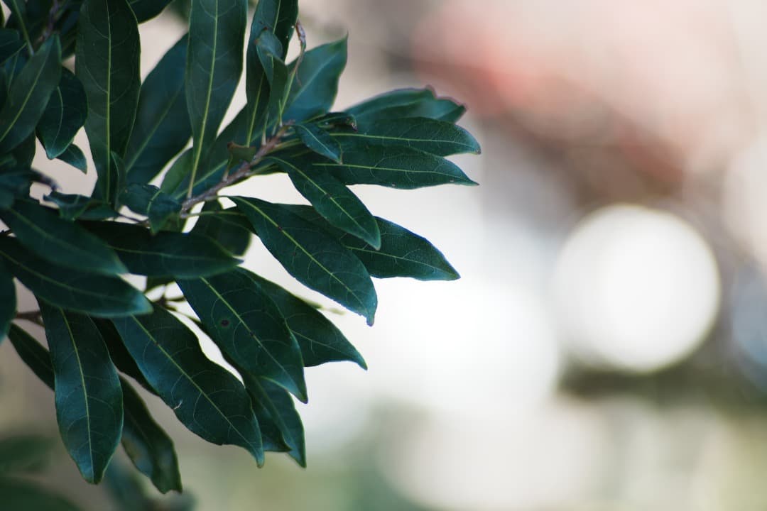 【整備テスト】オリンパス Zuiko Auto-T 180mm F2.8 896