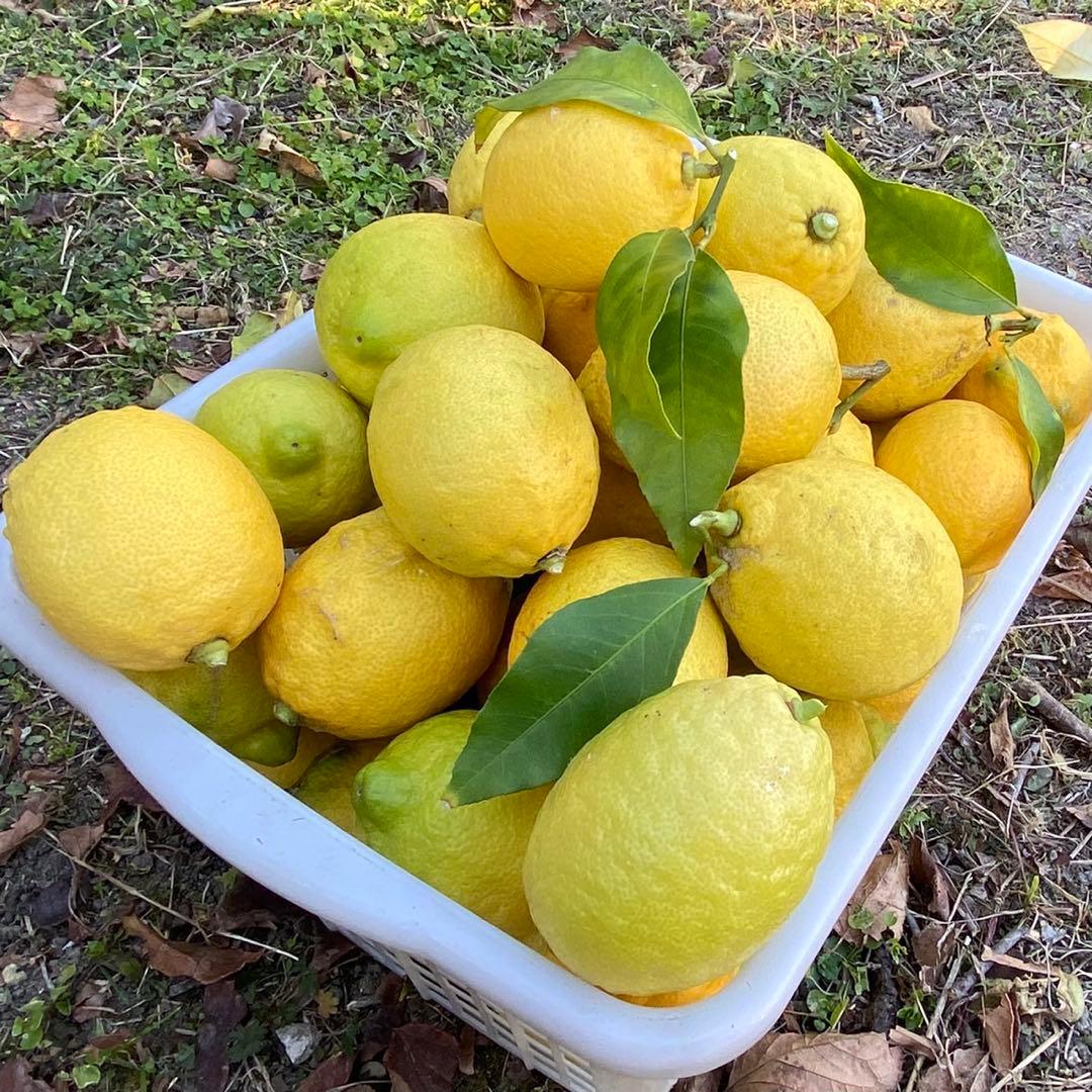 【特大】農薬不使用レモン　翌日収穫発送予定 有機肥料 産地直送