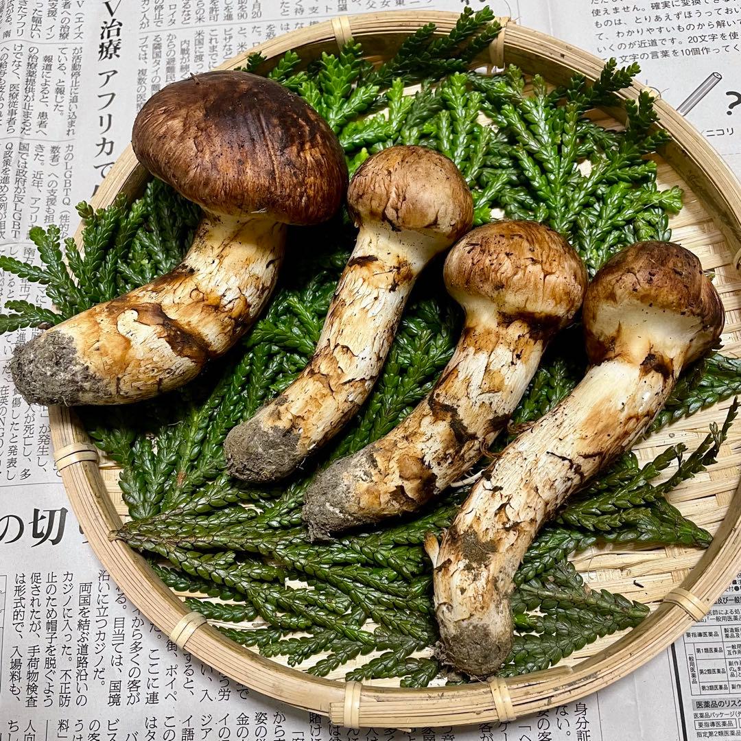 天然きのこ 松茸 国産 良品‼️ マツタケ まつたけ 森の凛さん採取 その148