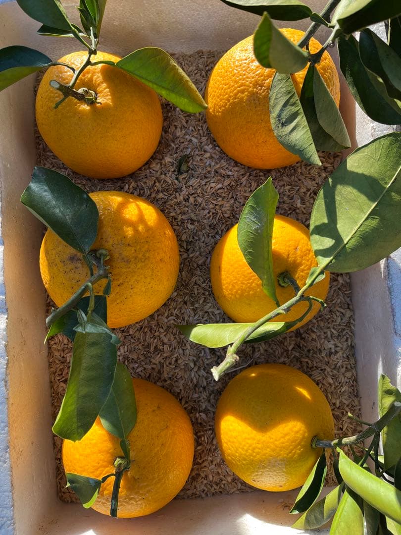 令和8年度 甘夏蜜柑 カワノナツダイダイ 贈答用　ご注文専用ページ