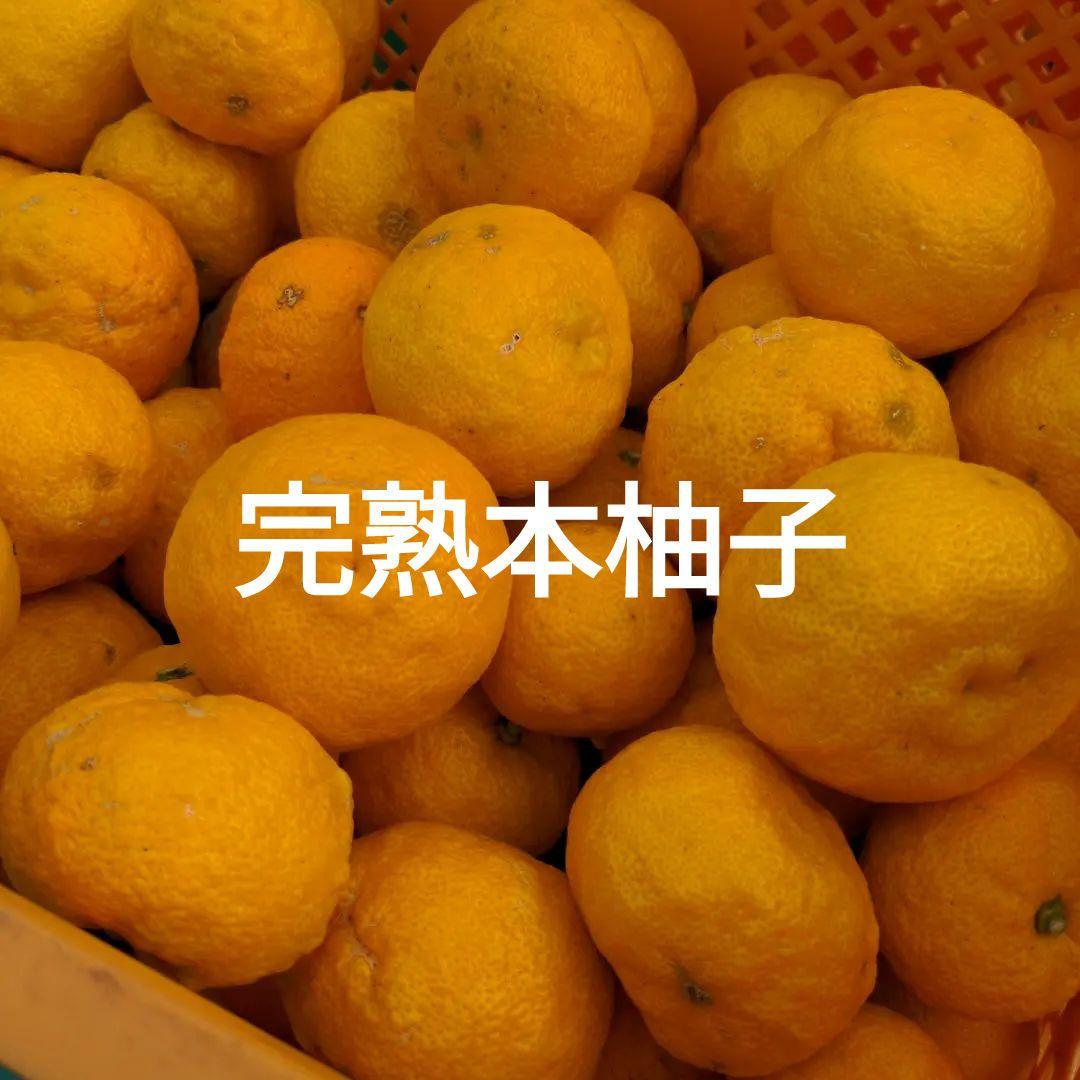 完熟本柚子２０kg（美品）。鍋料理、ポン酢、柚子胡椒、柚子味噌、ジャム、酒、焼酎