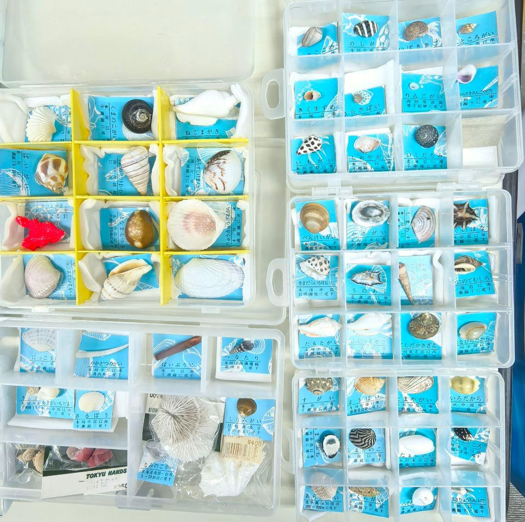 か*め様 貝殻標本 貝殻 大量セット 海洋資料 研究材料