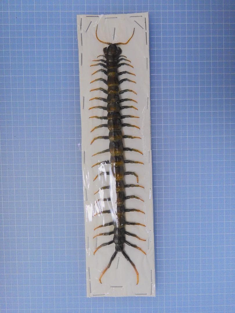 orange様 リクエスト 5点 まとめ商品