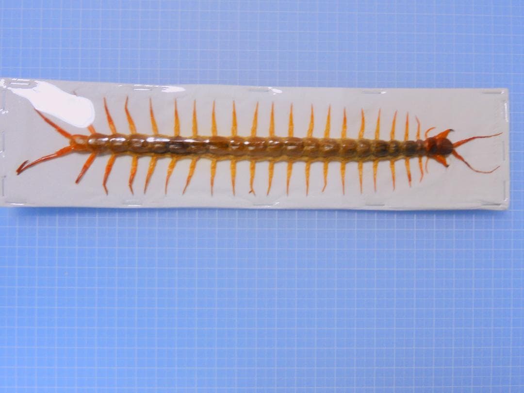 orange様 リクエスト 5点 まとめ商品