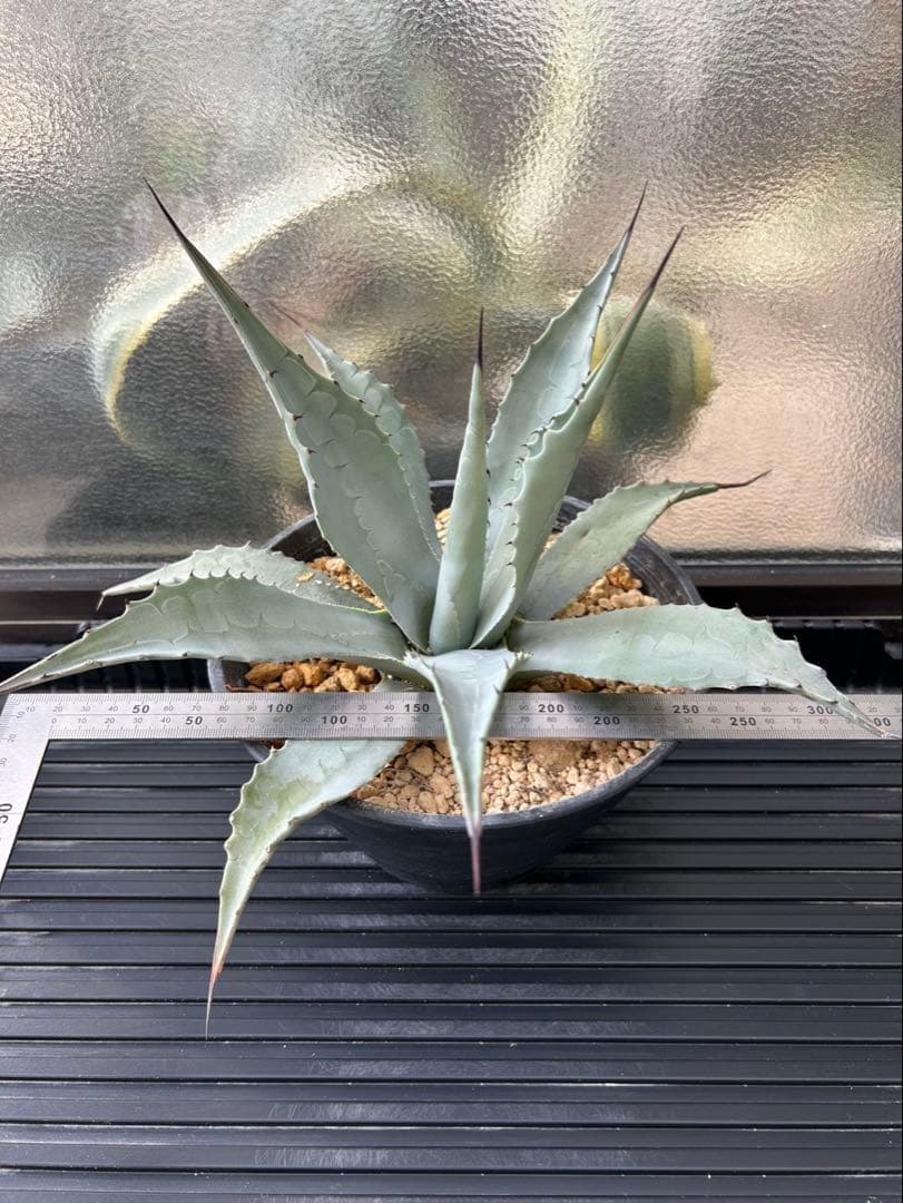 アガベ パリー ネオメキシカーナ F 実生株 約35cm鉢つき