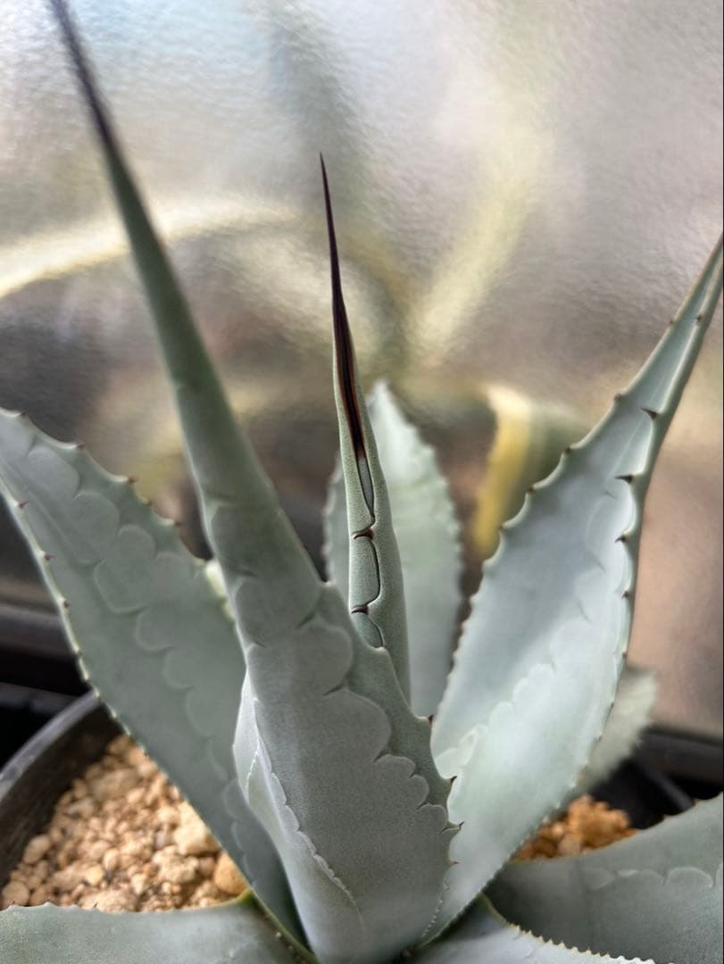 アガベ パリー ネオメキシカーナ F 実生株 約35cm鉢つき