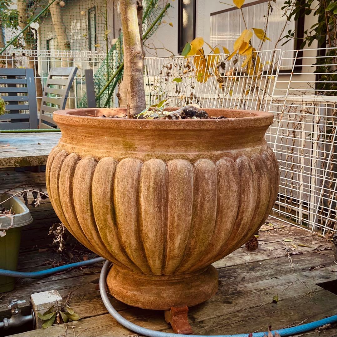 【紅葉です】エスロッコ　テラコッタ