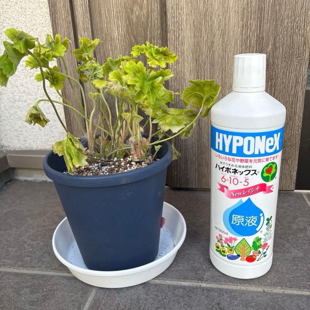 激レア品種ゼラニウム　希少品種ゼラニウム