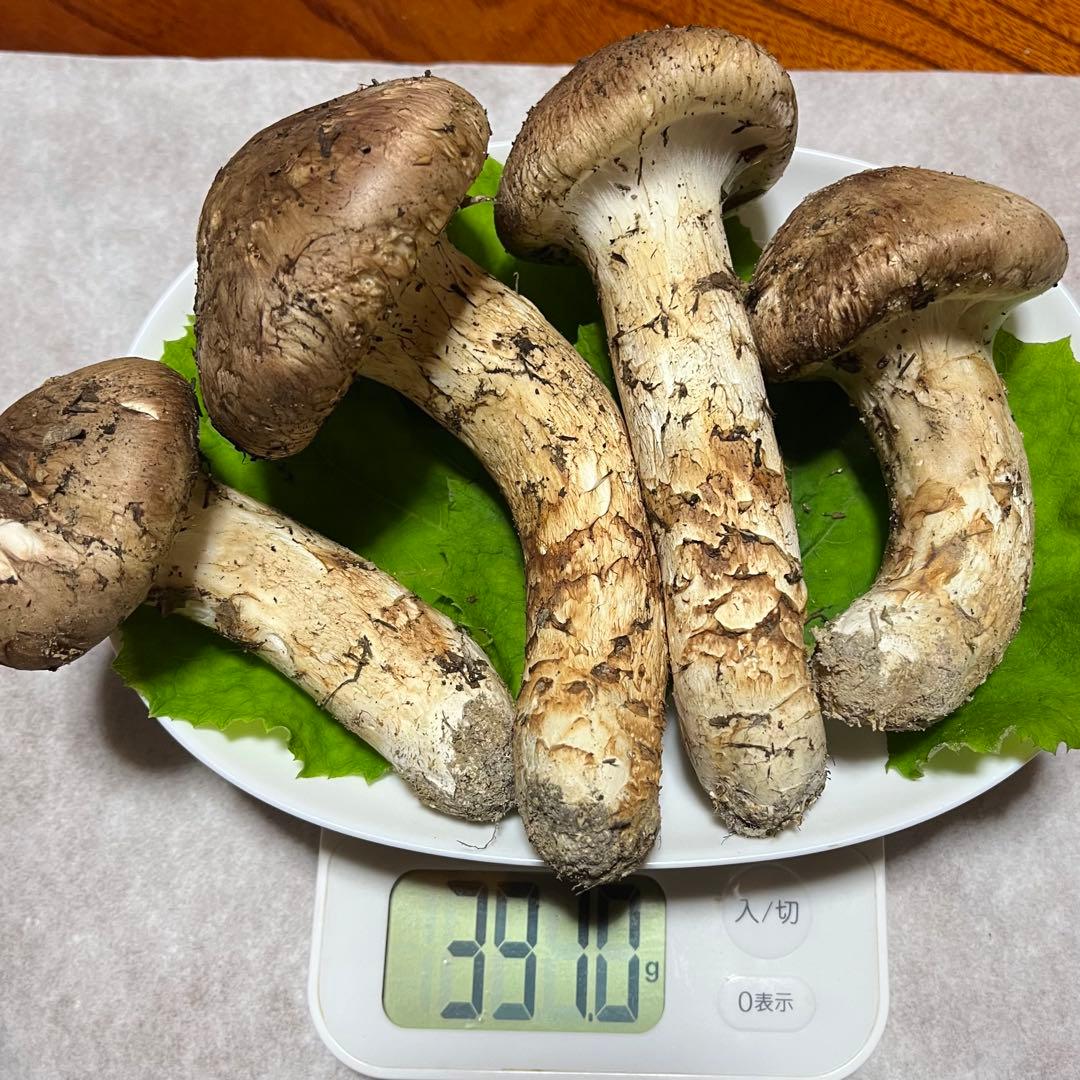 天然松茸★391g★山形県産