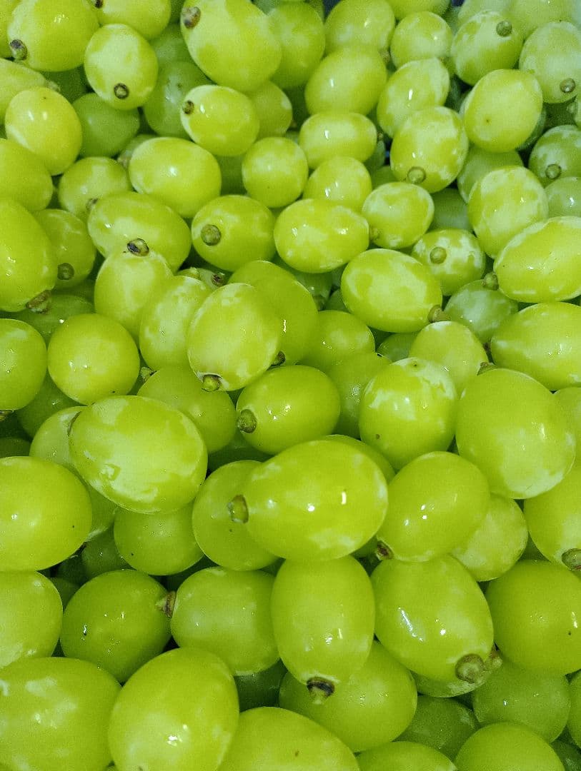 シャインマスカット大粒グリーン多め入り5キロの粒バック入りになります。