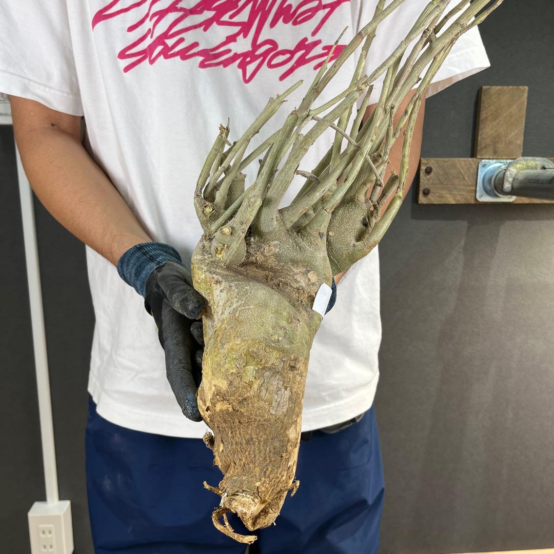 h*i様 19 激レア 超大株 アデニア ペチュエリー 現地球 鮮度抜群