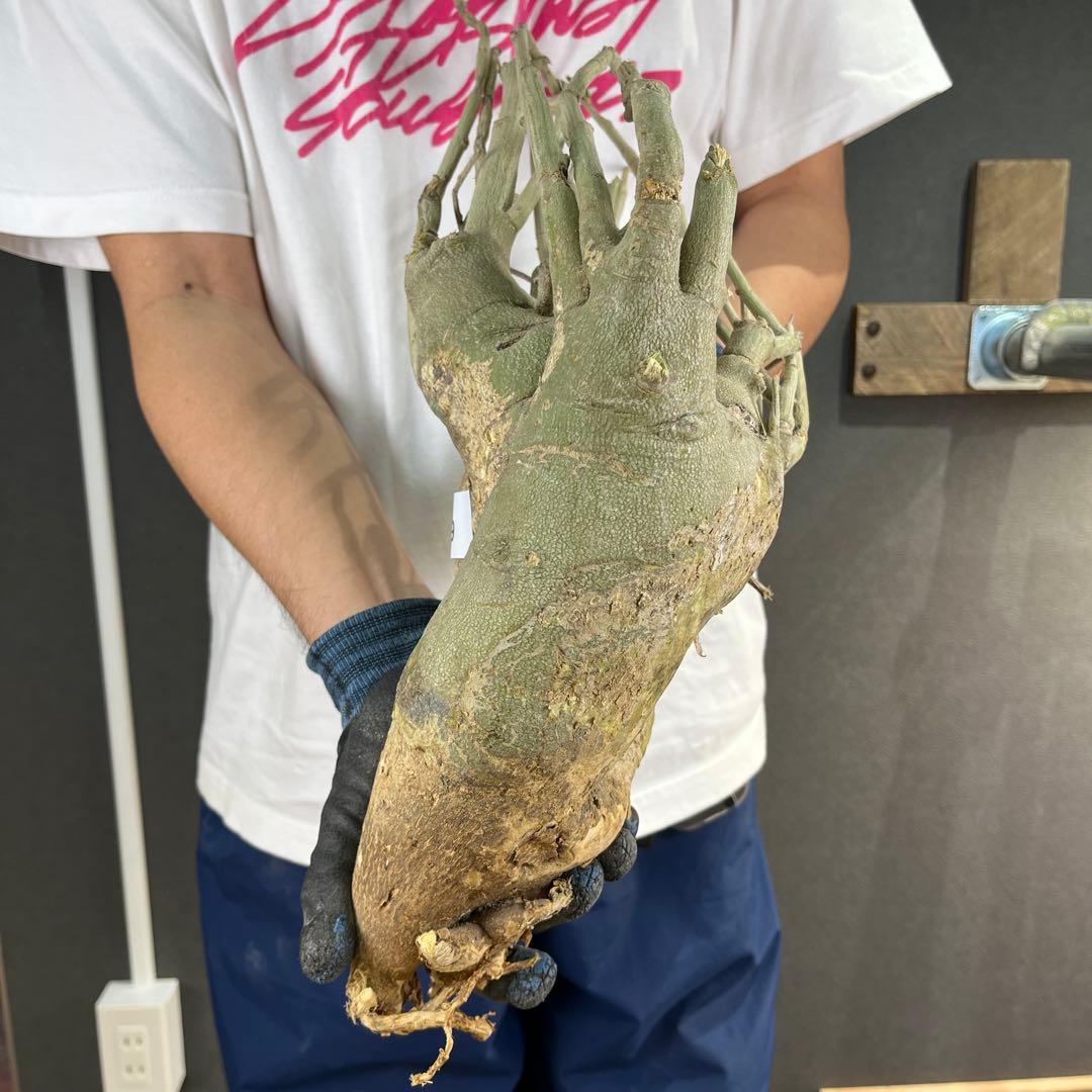 h*i様 19 激レア 超大株 アデニア ペチュエリー 現地球 鮮度抜群