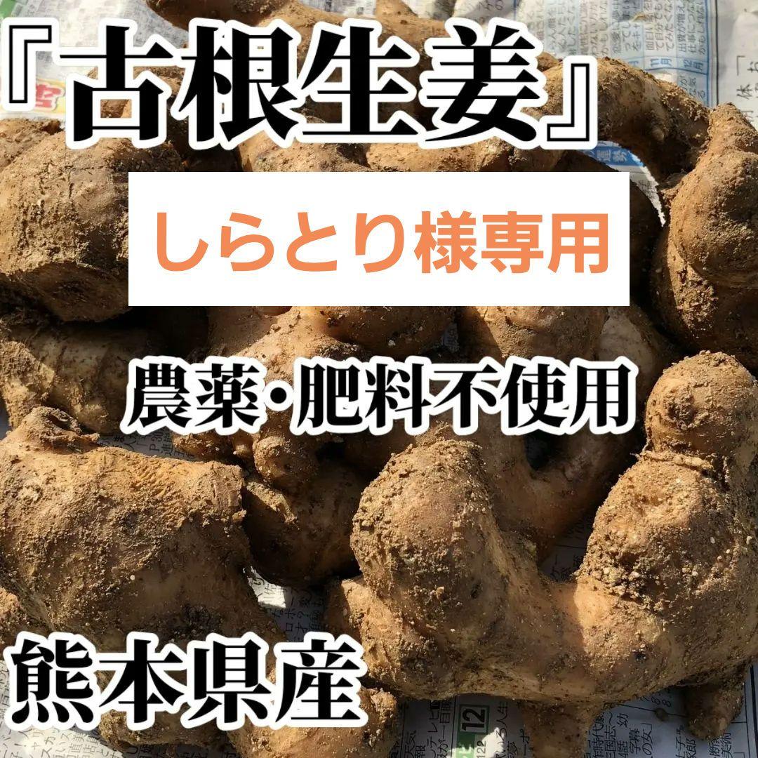 しらとり　古根生姜　5kg　期間限定価格