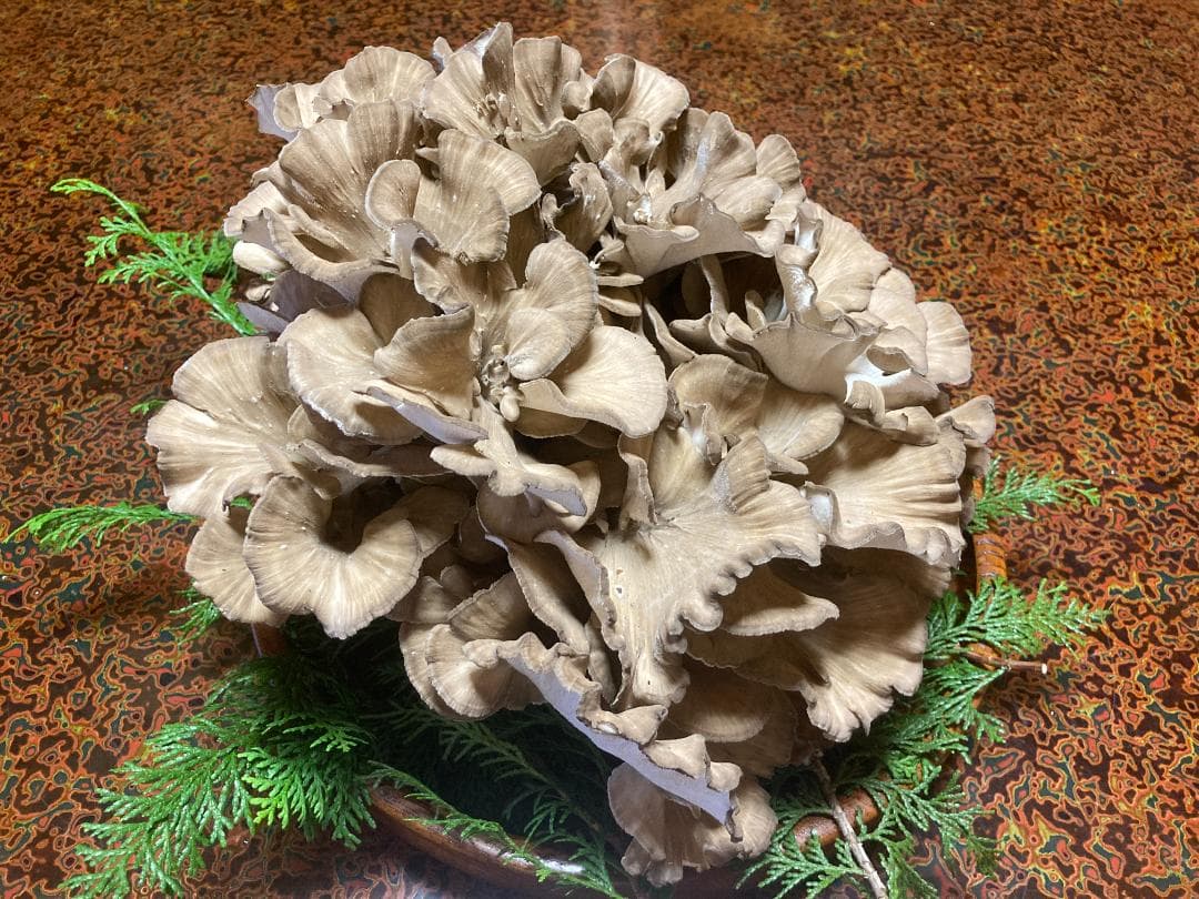 マイタケ　舞茸　チャフ　信州産　1560g