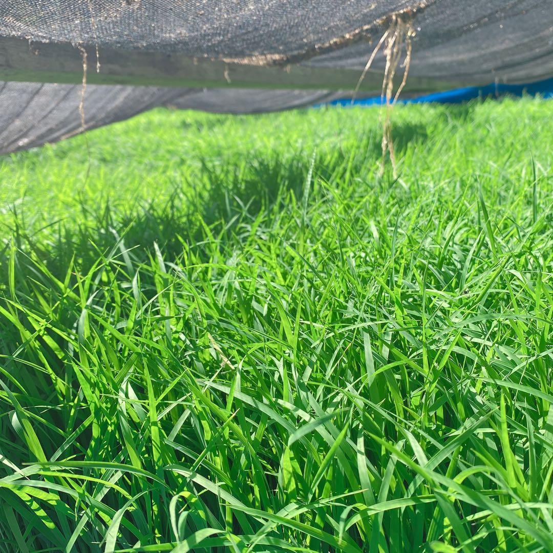 感動を呼ぶお米！新米 京都府産 にこまる 玄米 20キロ 令和7年産 農家直送