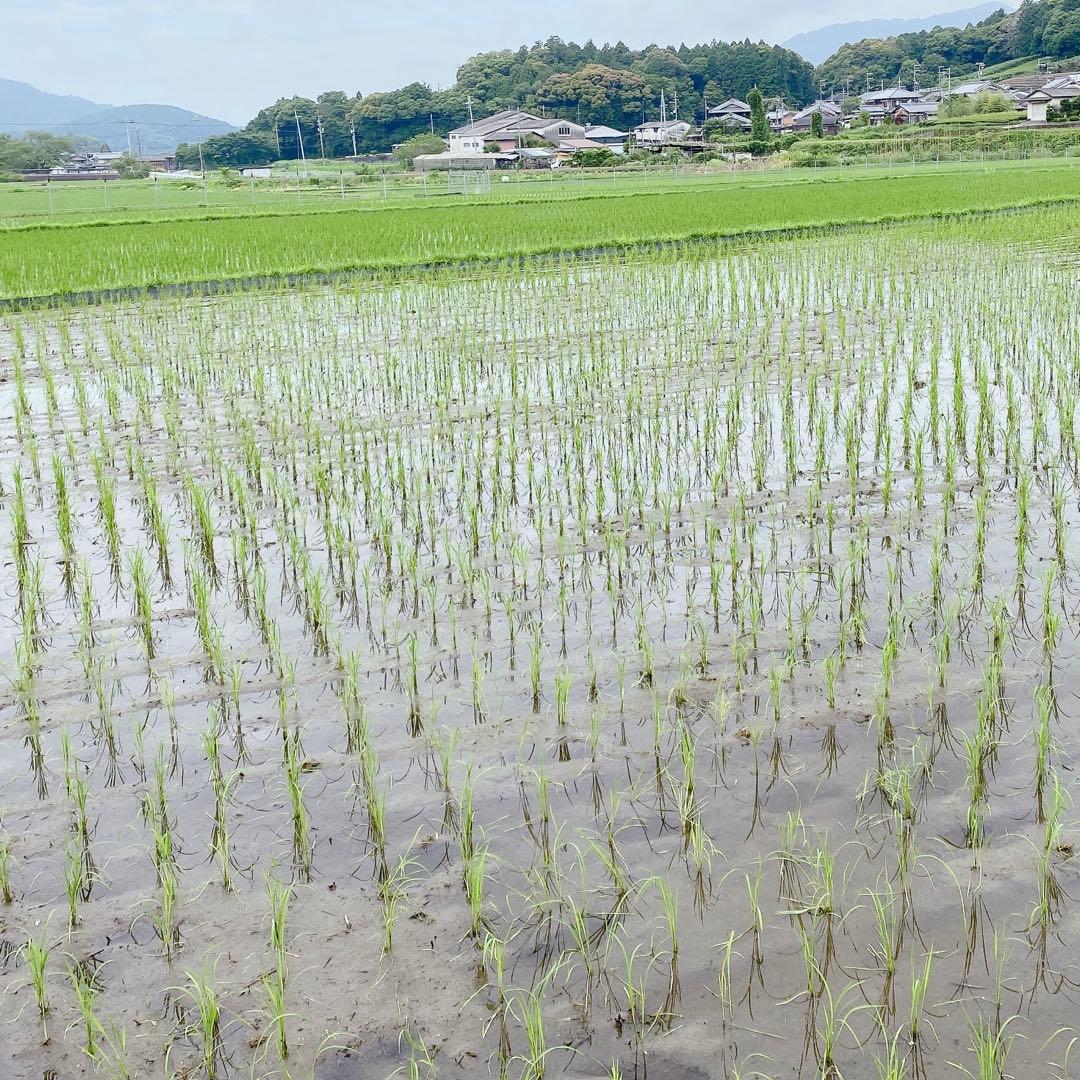 感動を呼ぶお米！新米 京都府産 にこまる 玄米 20キロ 令和7年産 農家直送