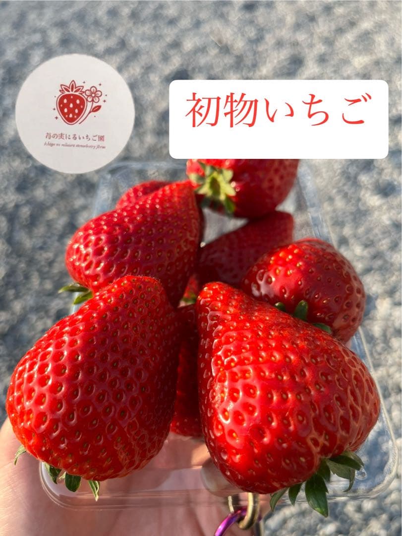 栃木県産とちあいか　初物苺×3 苺の実はるいちご園　【20個限定】 チップ
