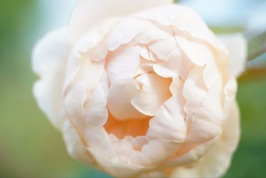 【分解清掃済】CONTAX S-Planar 60mm f2.8 Pフィルター付