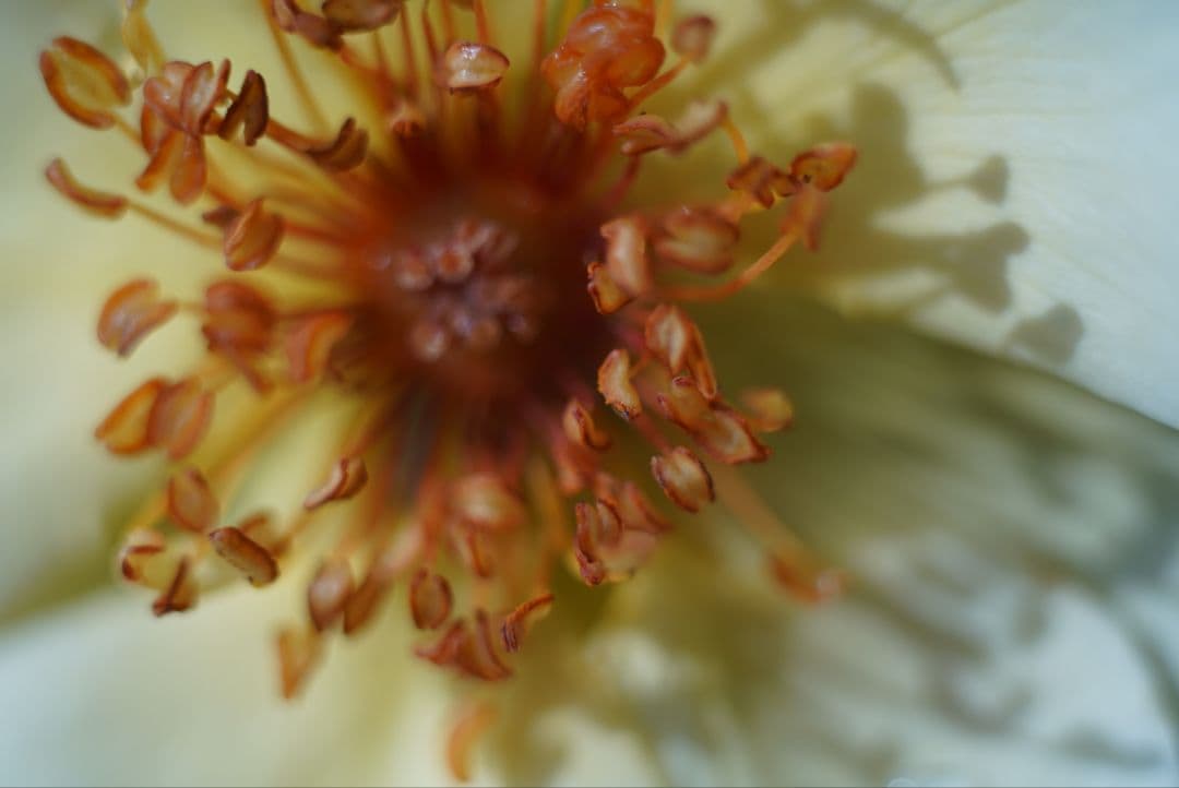 【分解清掃済】CONTAX S-Planar 60mm f2.8 Pフィルター付