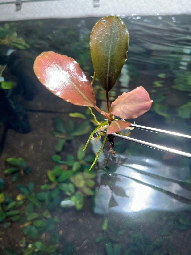 水草 Bucephalandra sp Red Ulysses
