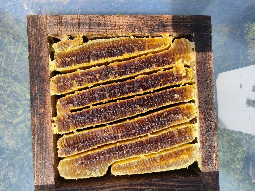 実容量600g×2瓶　　日本ミツバチの蜂蜜