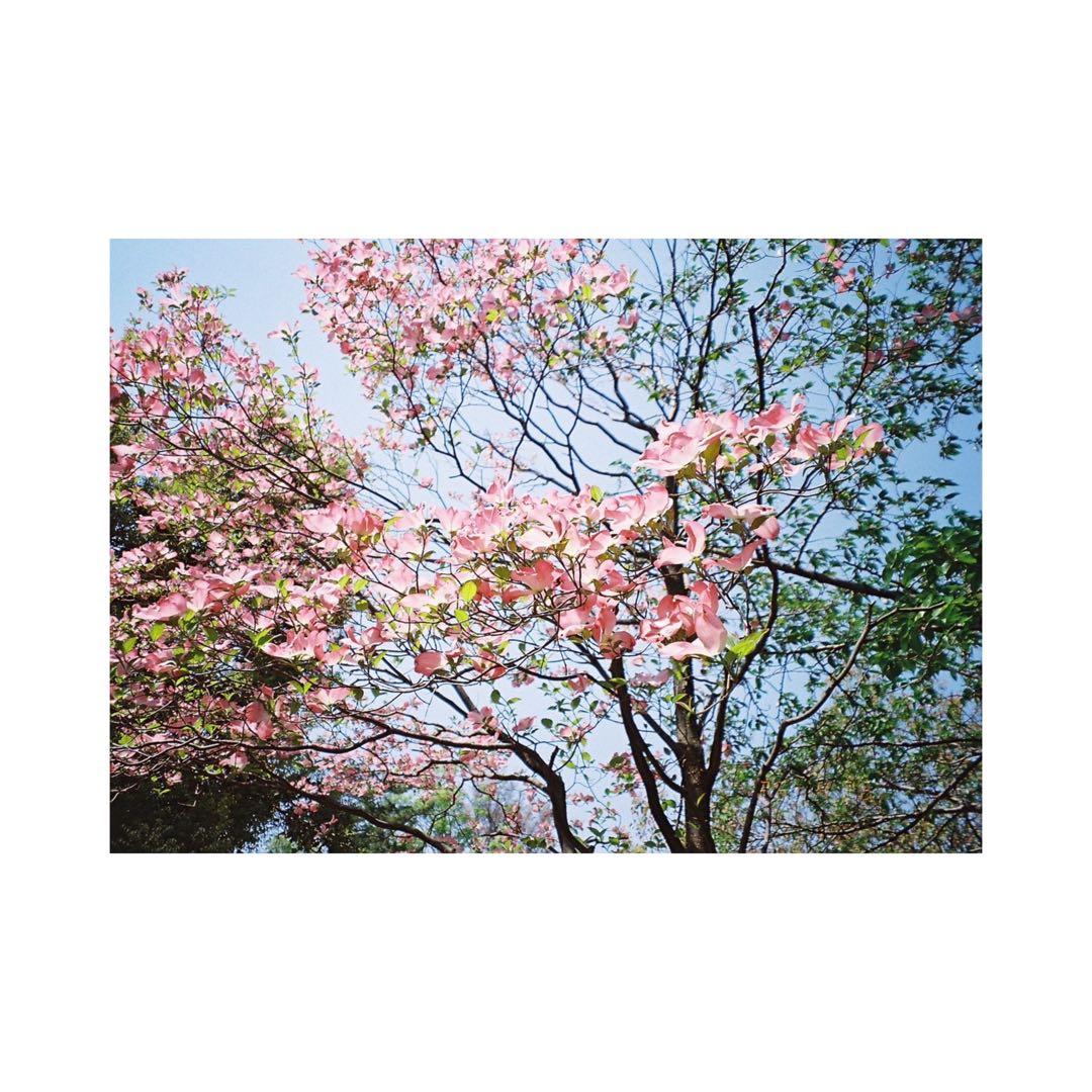 ⌘完動品！ 作例、電池付！ Nikon LiteTouch ZOOM 70Ws⌘