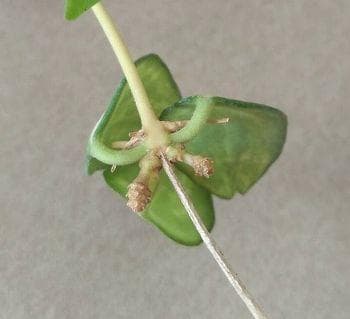 ホヤ ヘウスケリアナ 斑入 花座 大鉢 アクアセル入り