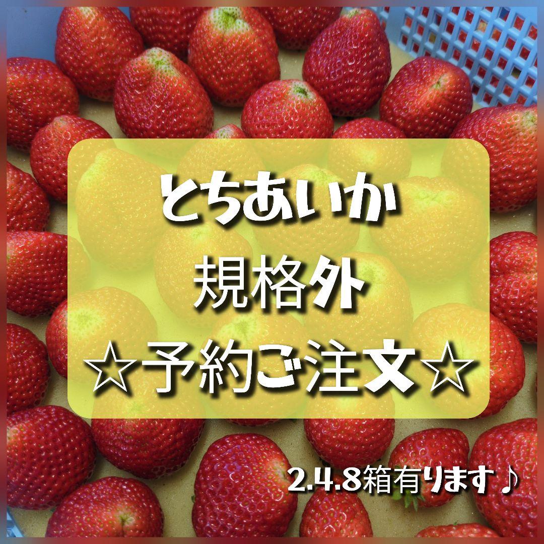 栃木県産いちご　とちあいか　規格外約1.4kgx6箱