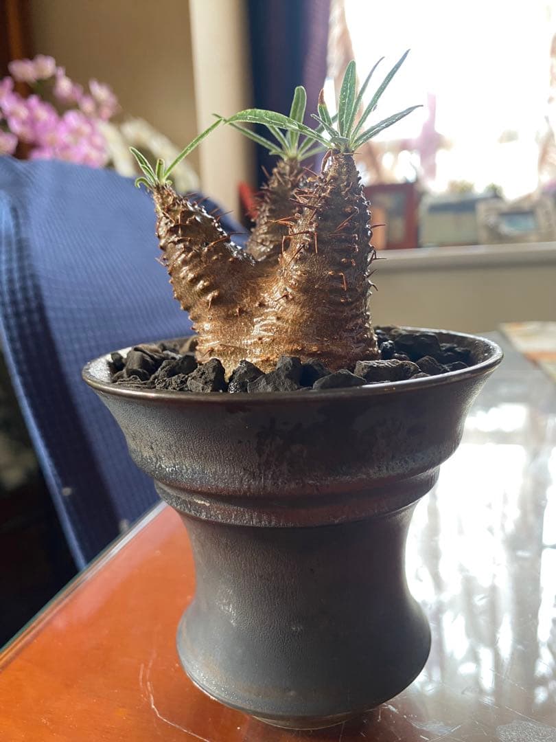 user_765aa874！希少 グラキリス多頭 発根確認済 現地球