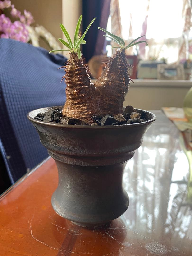 user_765aa874！希少 グラキリス多頭 発根確認済 現地球