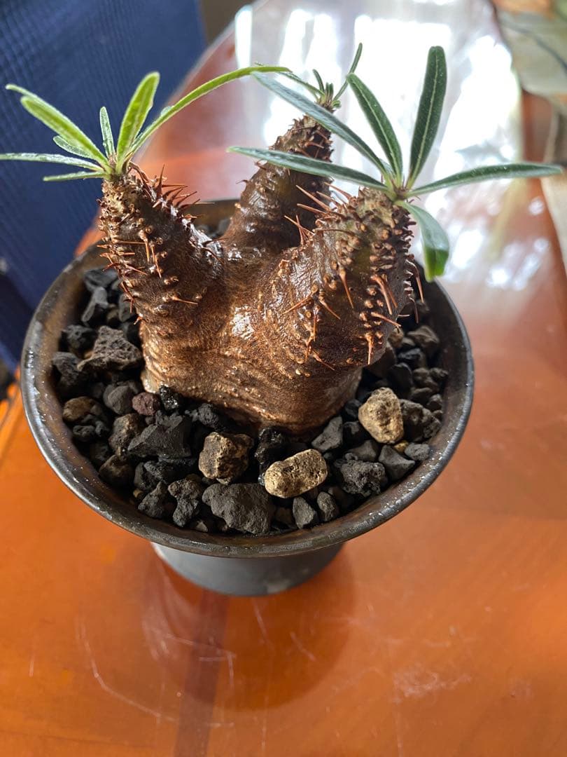 user_765aa874！希少 グラキリス多頭 発根確認済 現地球