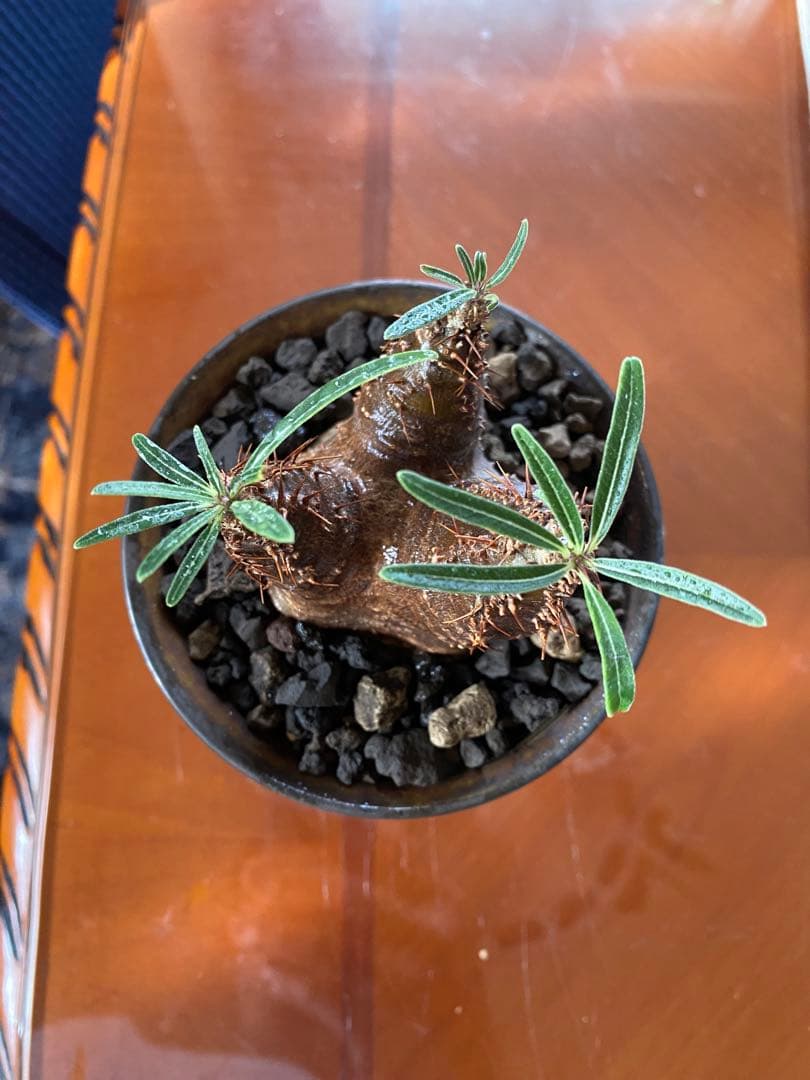 user_765aa874！希少 グラキリス多頭 発根確認済 現地球