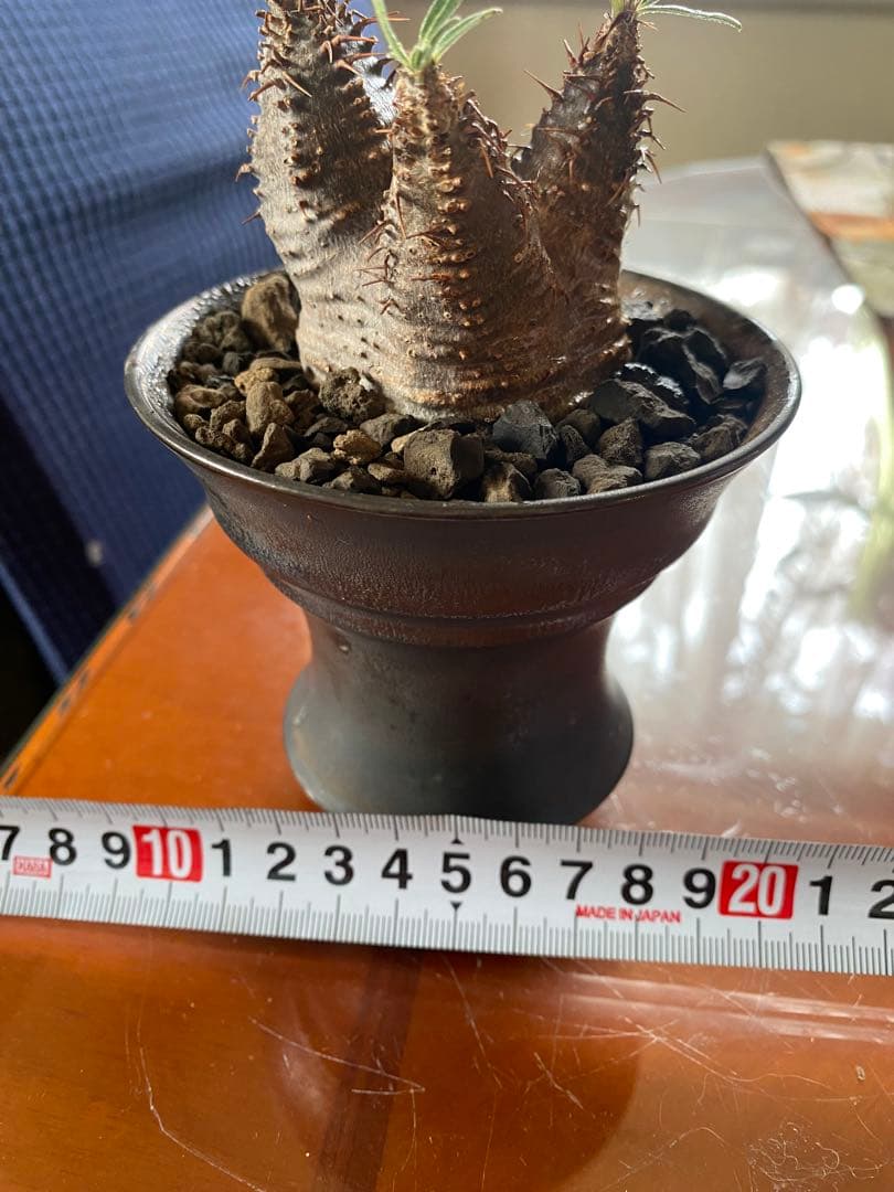 user_765aa874！希少 グラキリス多頭 発根確認済 現地球