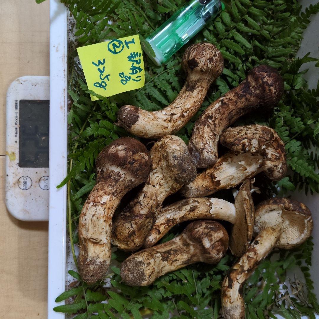 和歌山松茸　新鮮朝市　訳有り品　325㌘