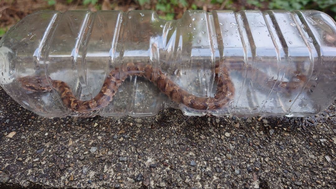 マムシ酒（岐阜県産）