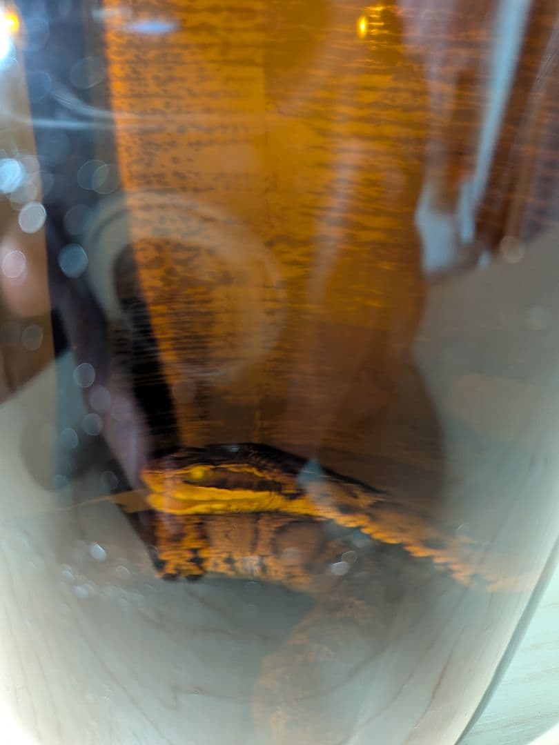 マムシ酒（岐阜県産）