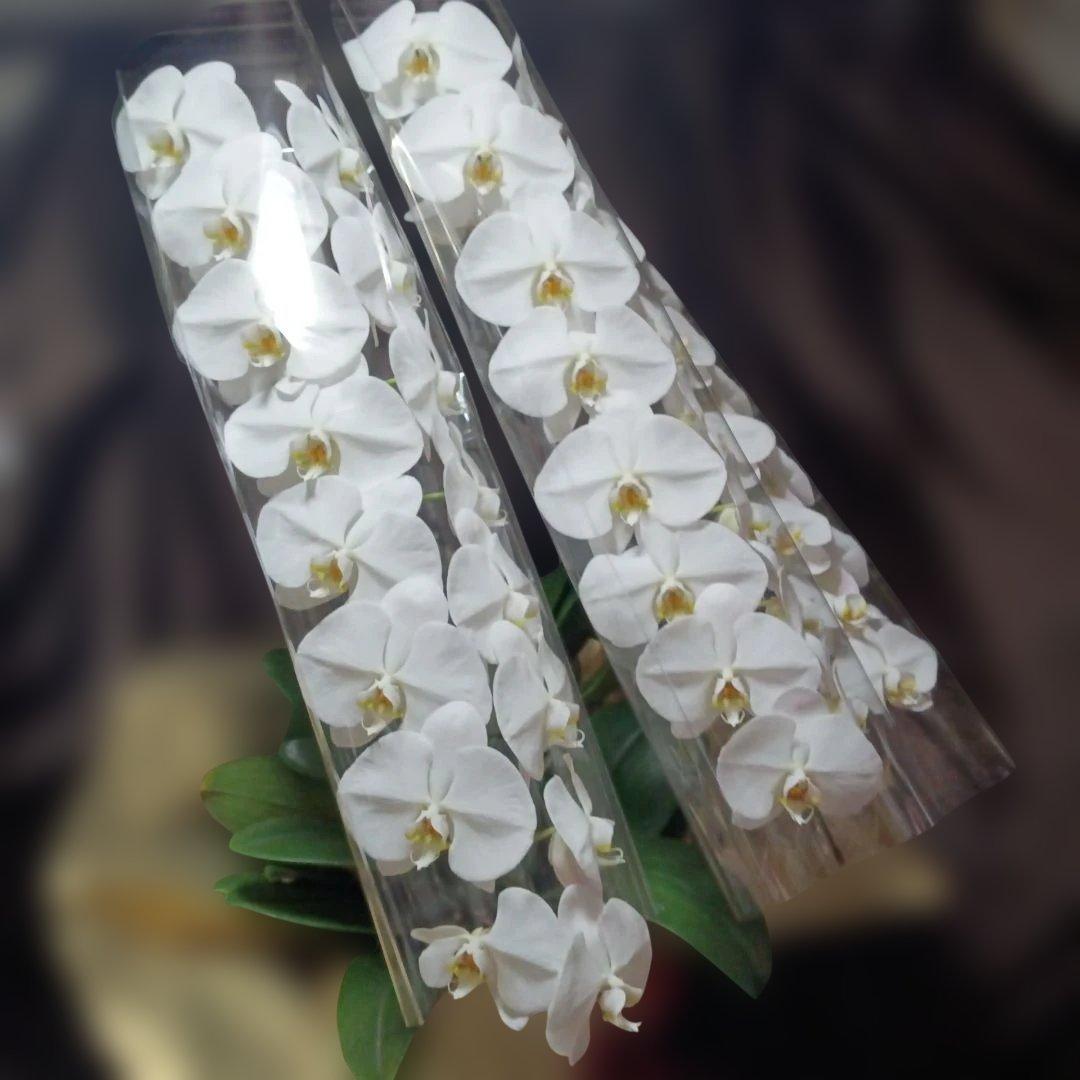 胡蝶蘭　生花　花鉢　3本立ちロング