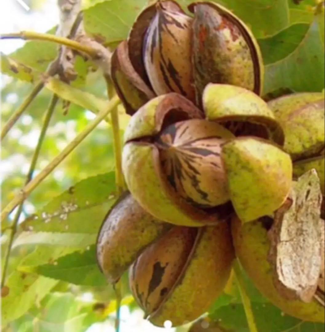 ピーカンナッツ 750g×10袋　国産　2026年1月産 残りわずか