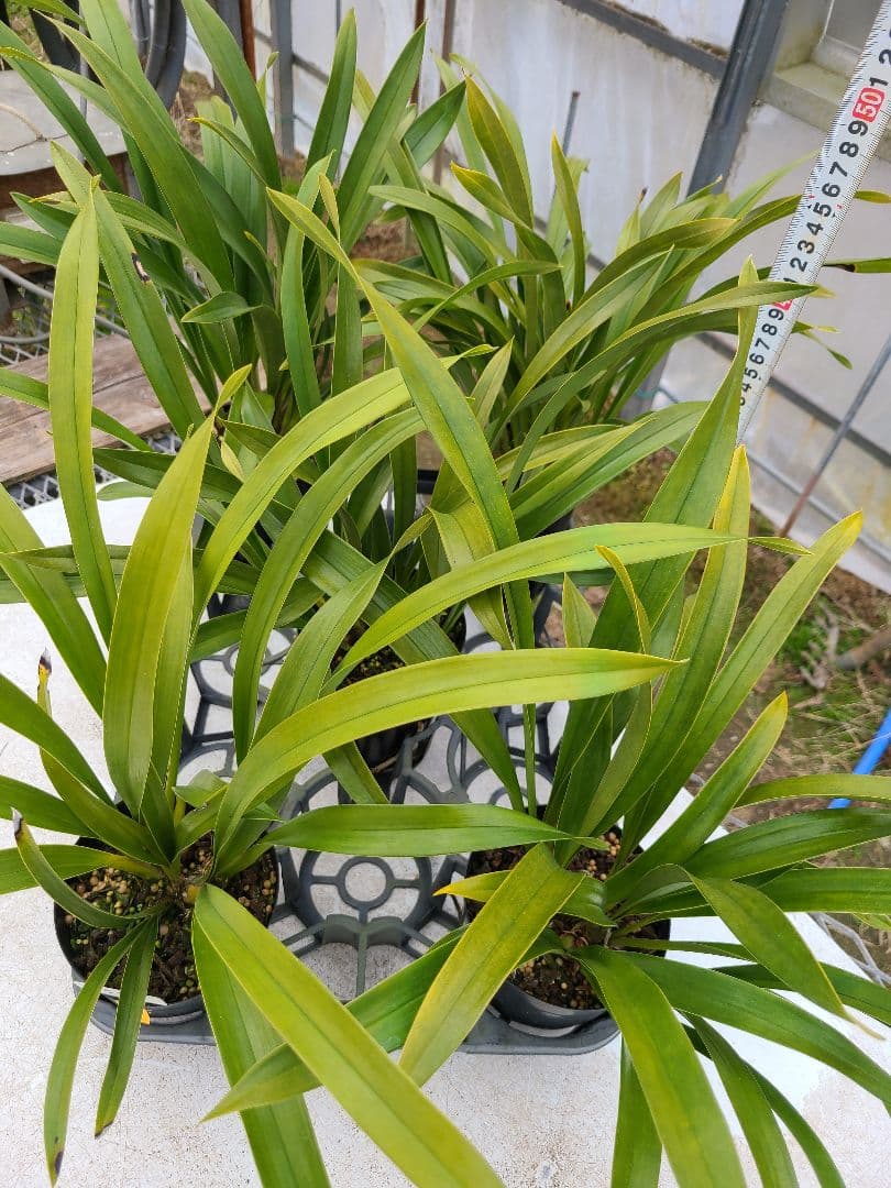 ミスマフェット。花芽合計11個。5鉢セット。蜜蜂誘引蘭。日本蜜蜂