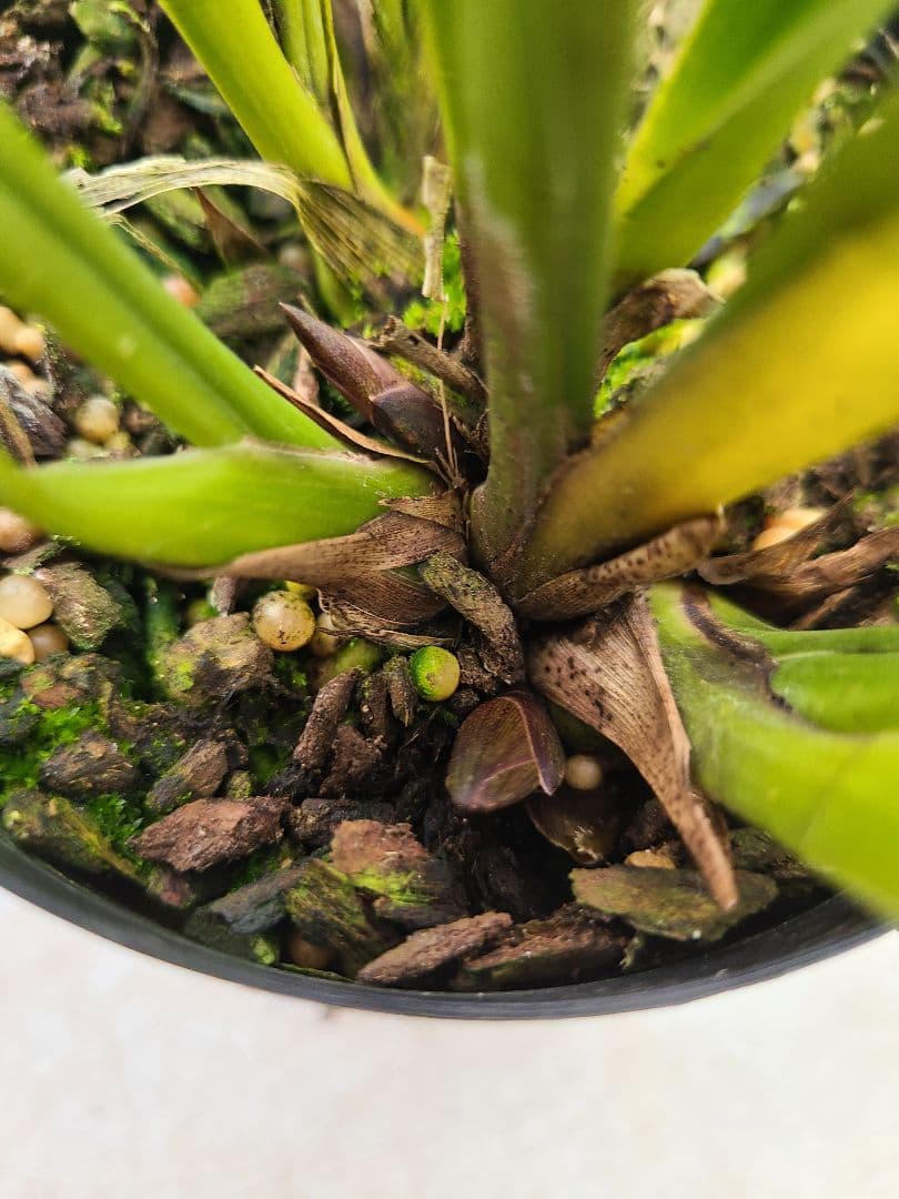 ミスマフェット。花芽合計11個。5鉢セット。蜜蜂誘引蘭。日本蜜蜂