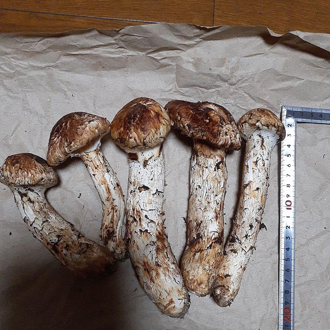 岩手県産　松茸　本日採れ　660g！！！！